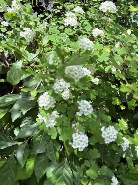 樹木・花 写真29