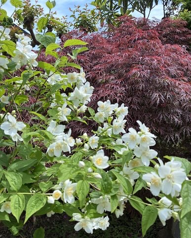 樹木・花 写真30