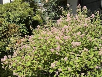 樹木・花 写真31